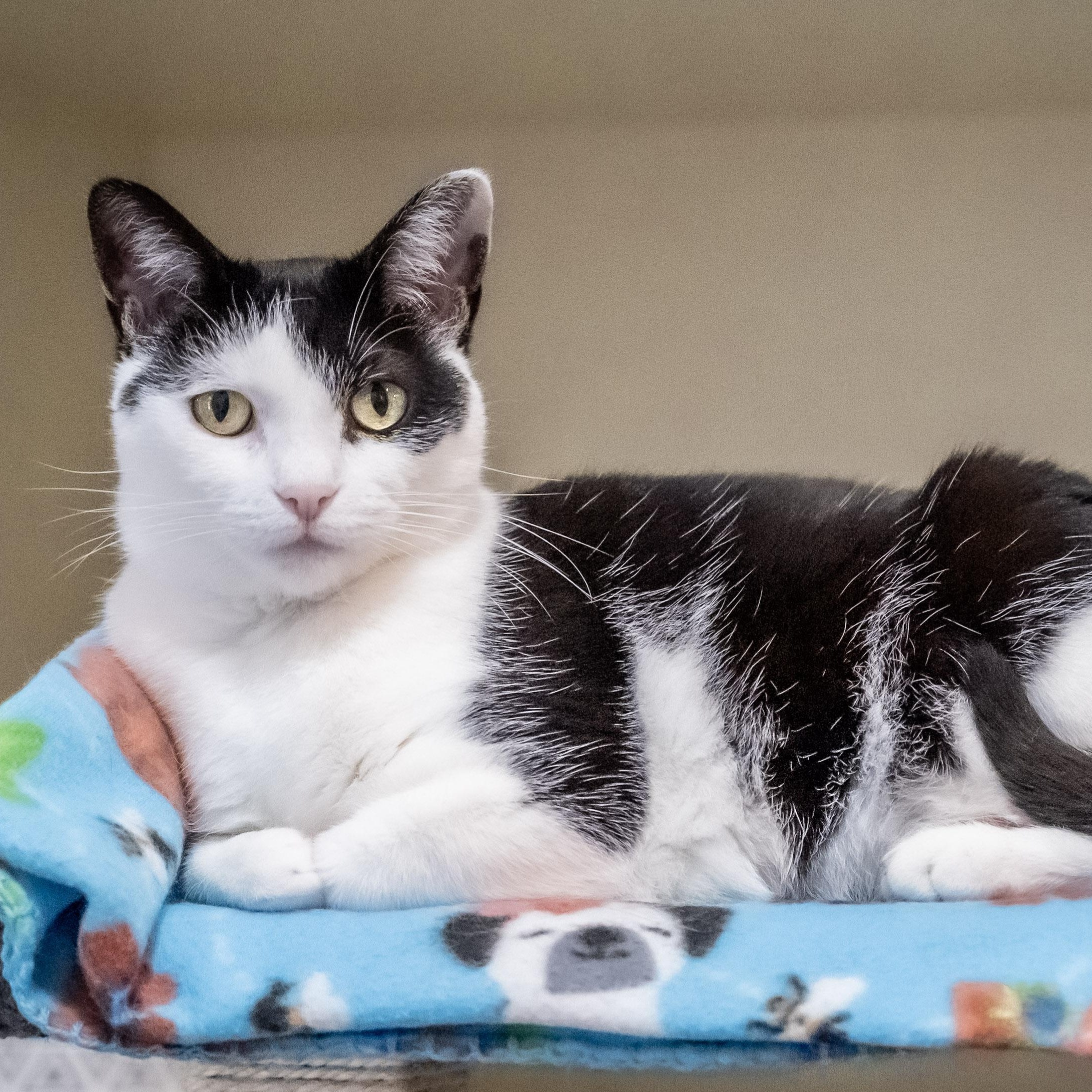 Cinder, a Adoptable Domestic Short Hair in Victor, NY image 3/4