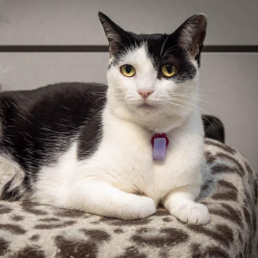 Cinder, a Adoptable Domestic Short Hair in Victor, NY image 2/4