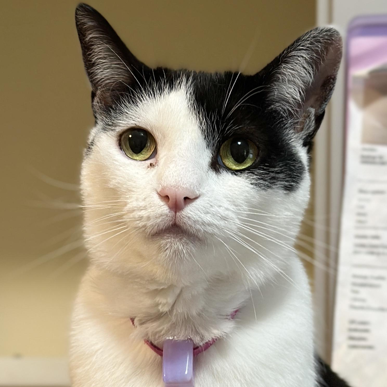 Cinder, Adoptable, Adult Female Domestic Short Hair.