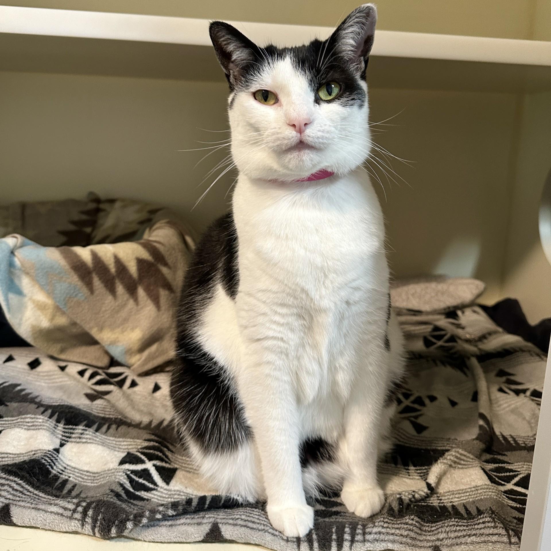 Cinder, a Adoptable Domestic Short Hair in Victor, NY image 4/4