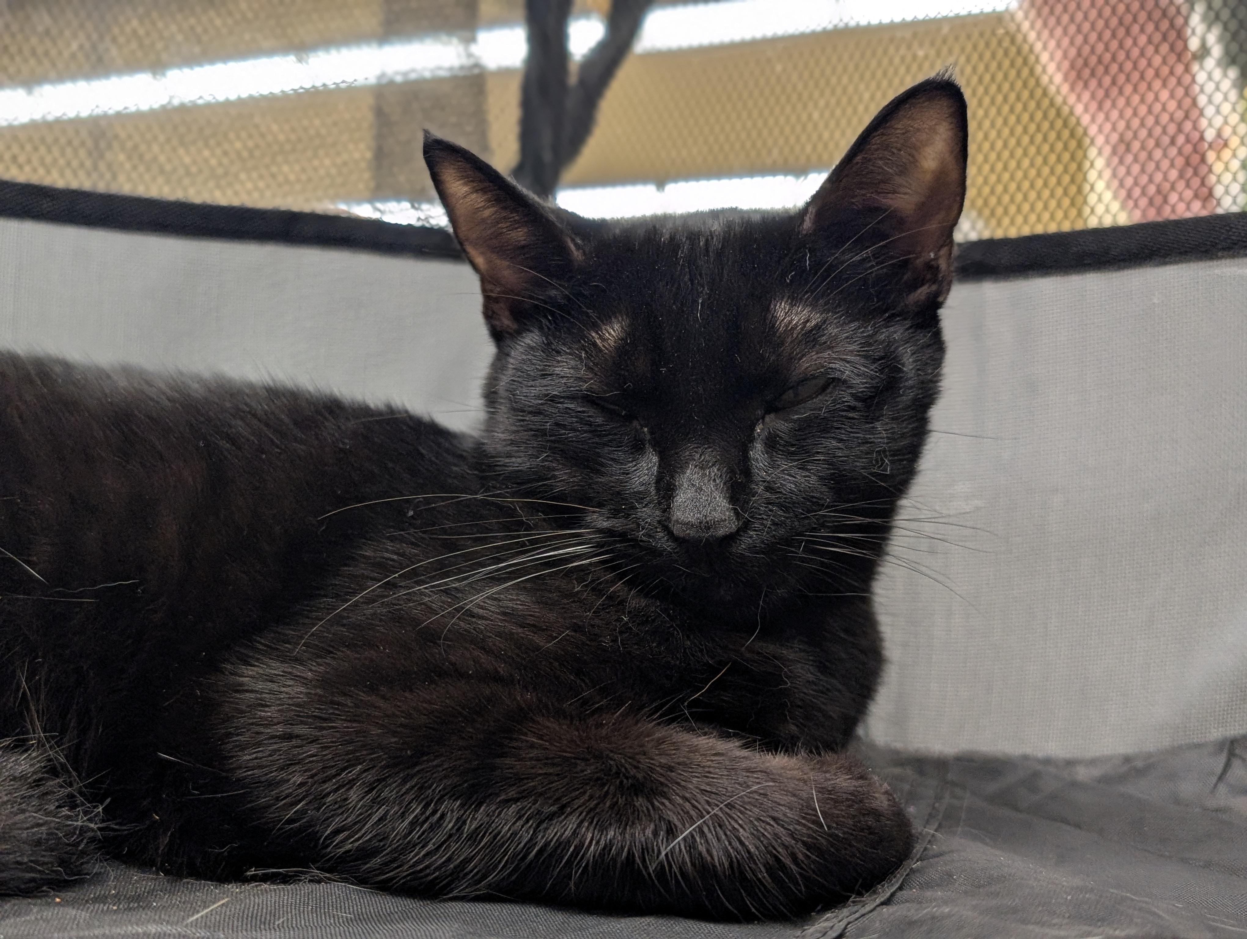 Enlarge Bowie, a Adoptable Domestic Short Hair in Honolulu, HI image 1/4