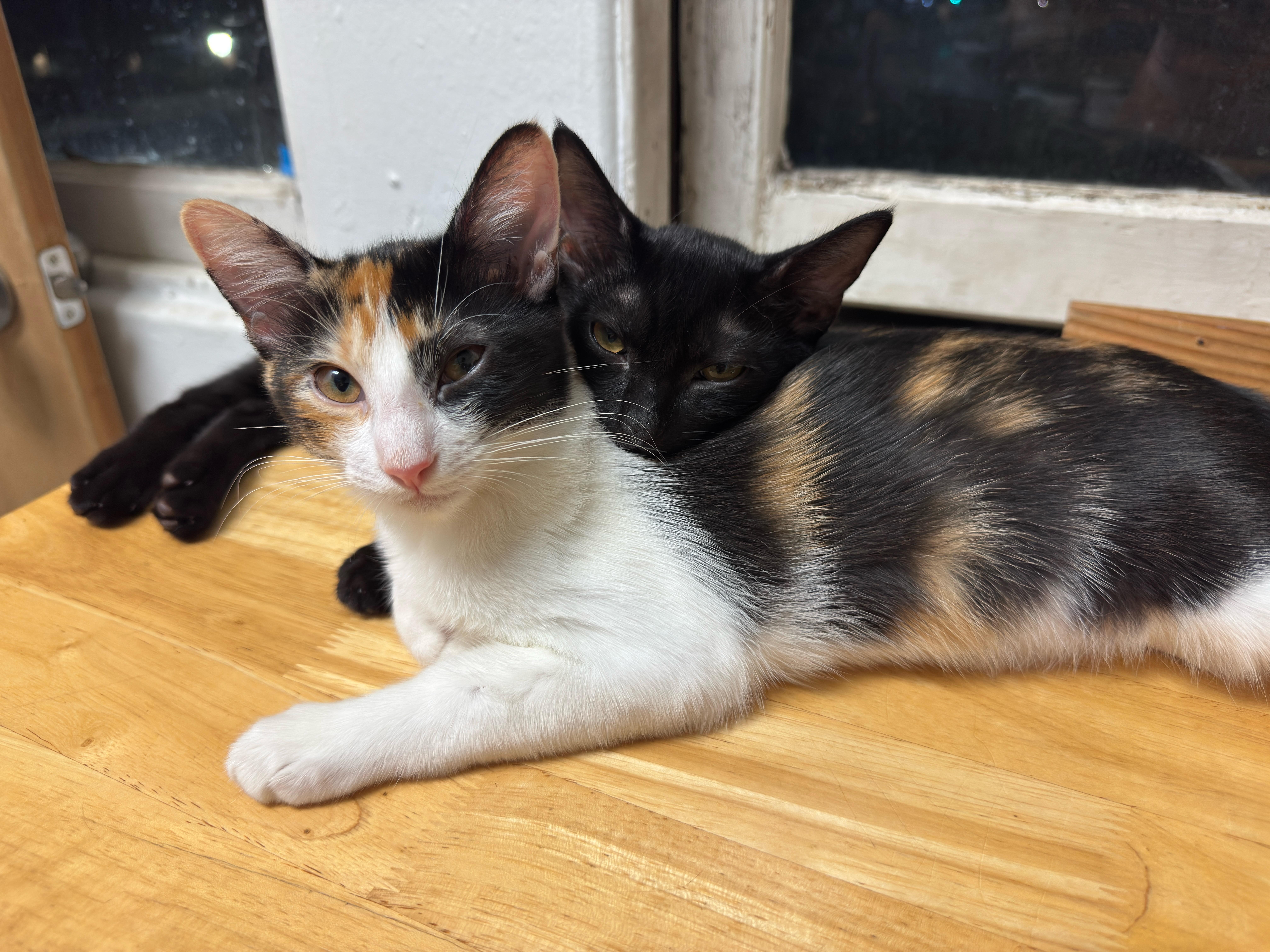 Enlarge Bowie, a Adoptable Domestic Short Hair in Honolulu, HI image 4/4