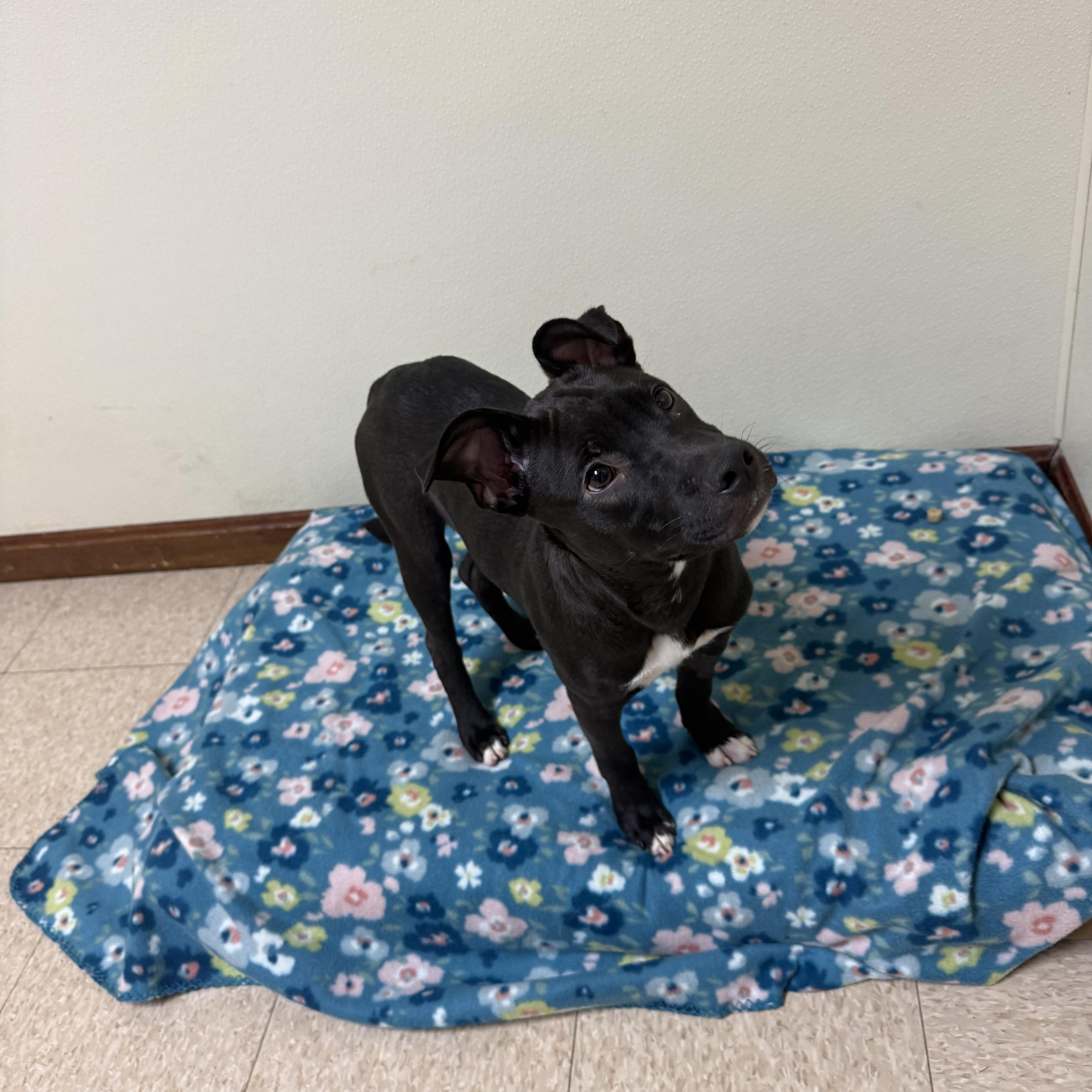 Enlarge Diesel, a Adoptable mixed breed in Douglas, MA image 3/6