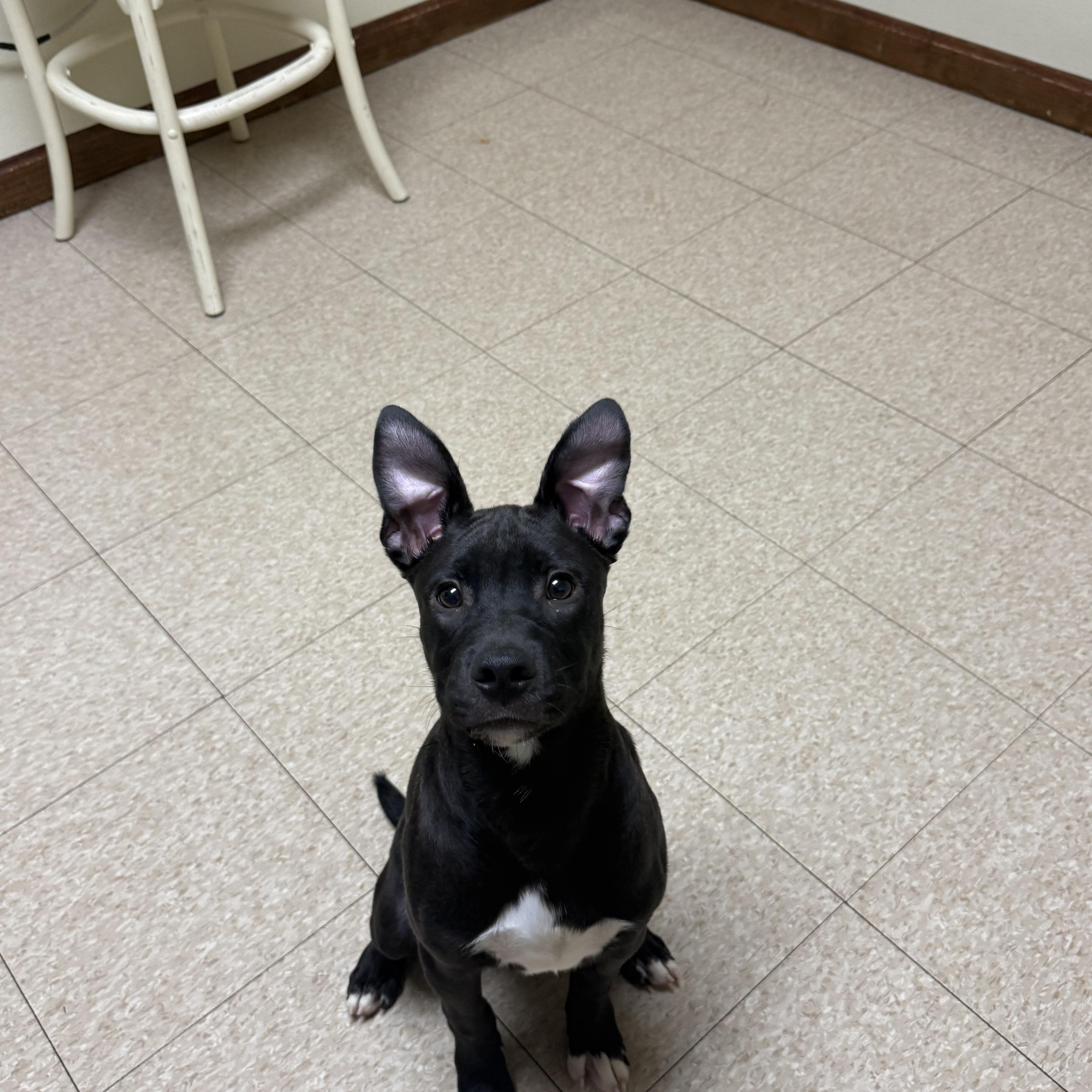 Enlarge Diesel, a Adoptable mixed breed in Douglas, MA image 4/6