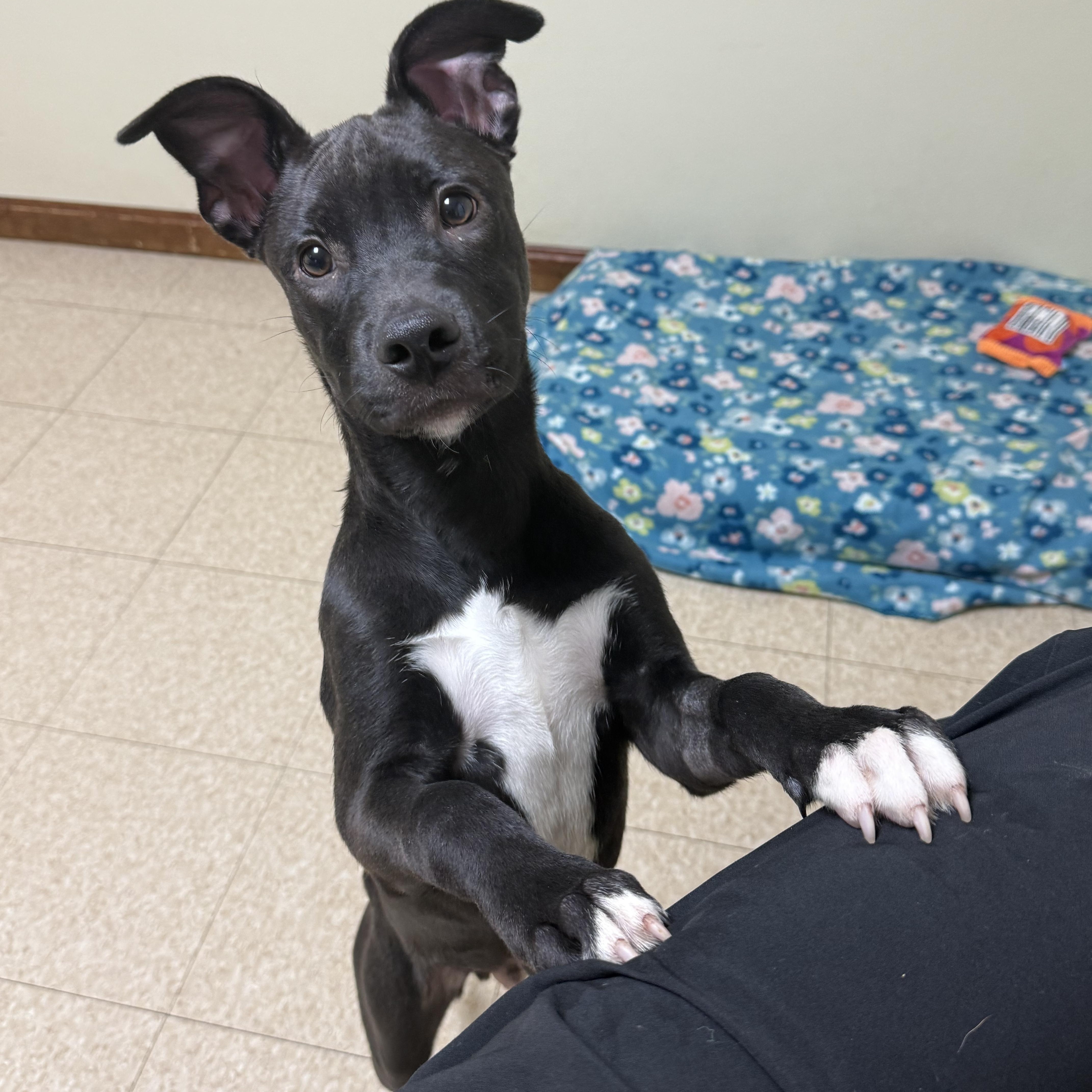 Diesel, Adoptable, Puppy Male Boxer & Labrador Retriever.