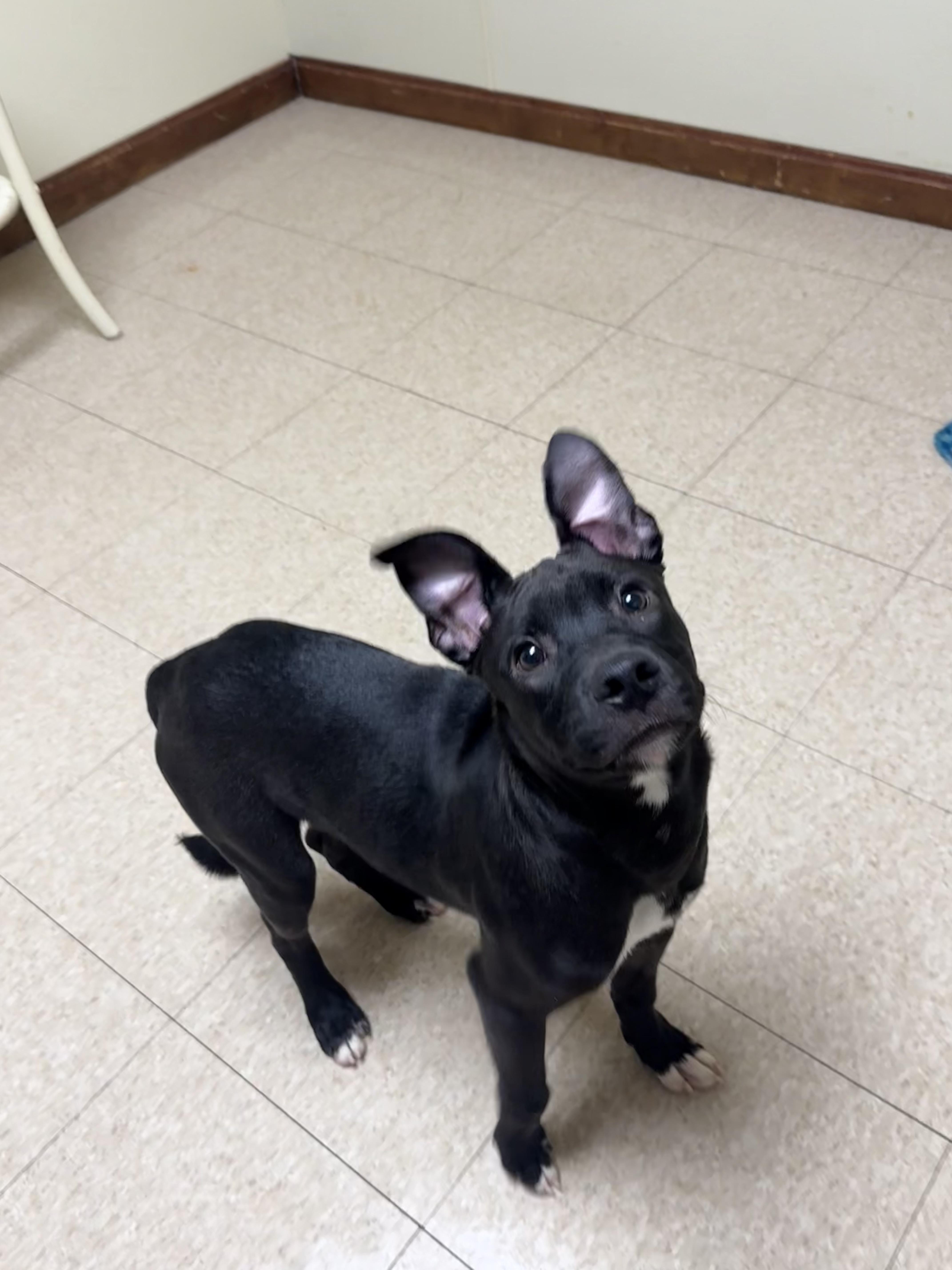 Enlarge Diesel, a Adoptable mixed breed in Douglas, MA image 2/6