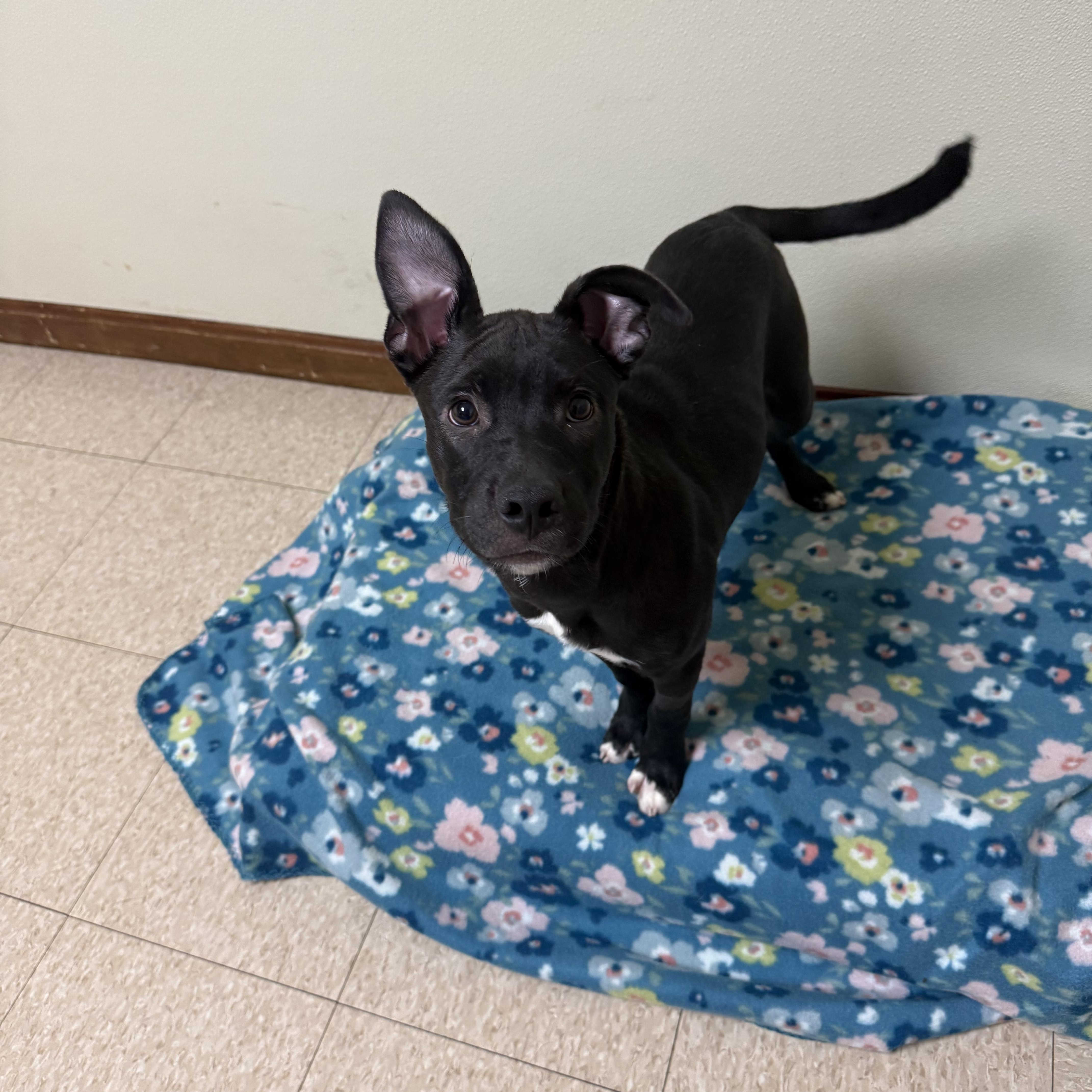 Enlarge Diesel, a Adoptable mixed breed in Douglas, MA image 5/6