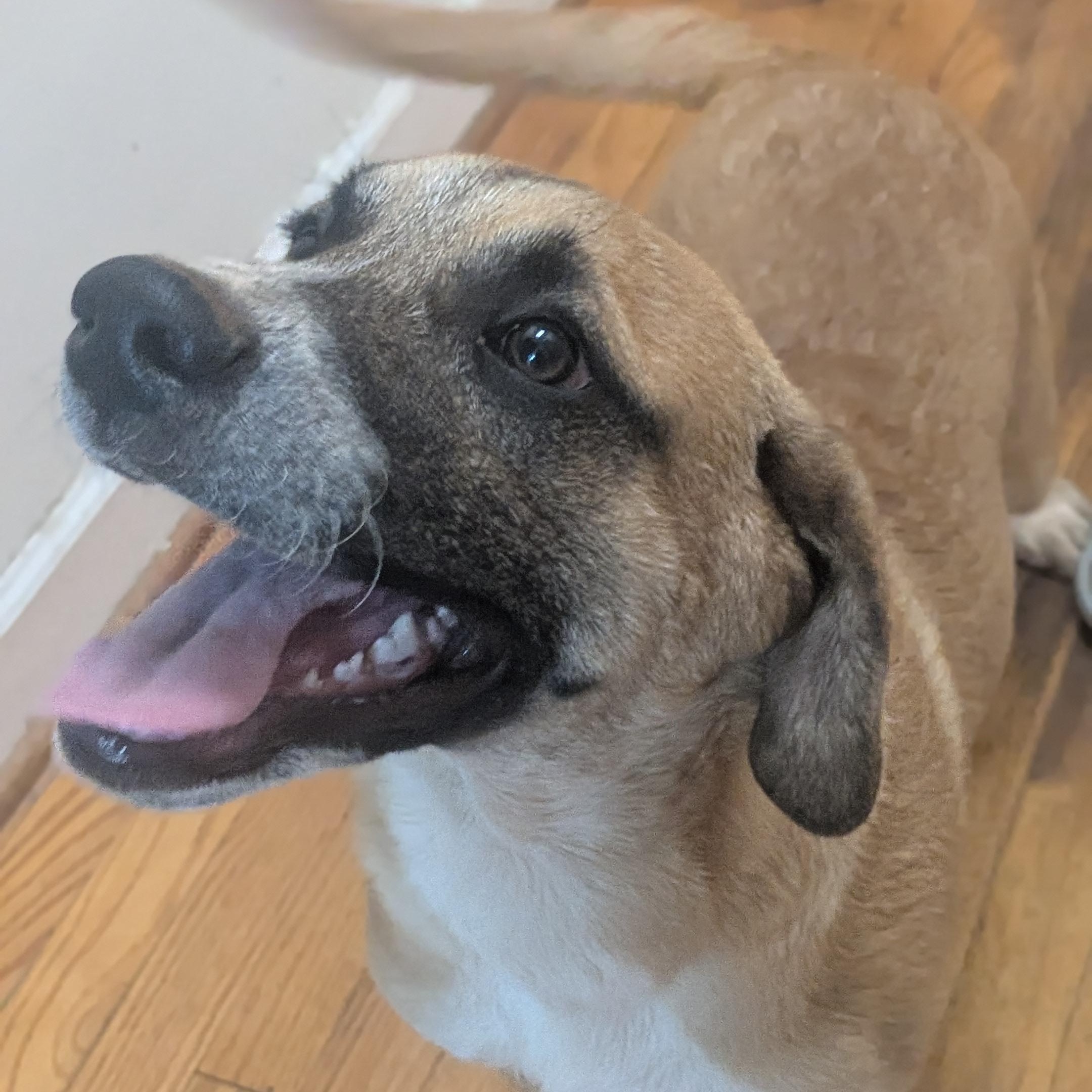 Enlarge Miller, a Adoptable mixed breed in High Point, NC image 1/2