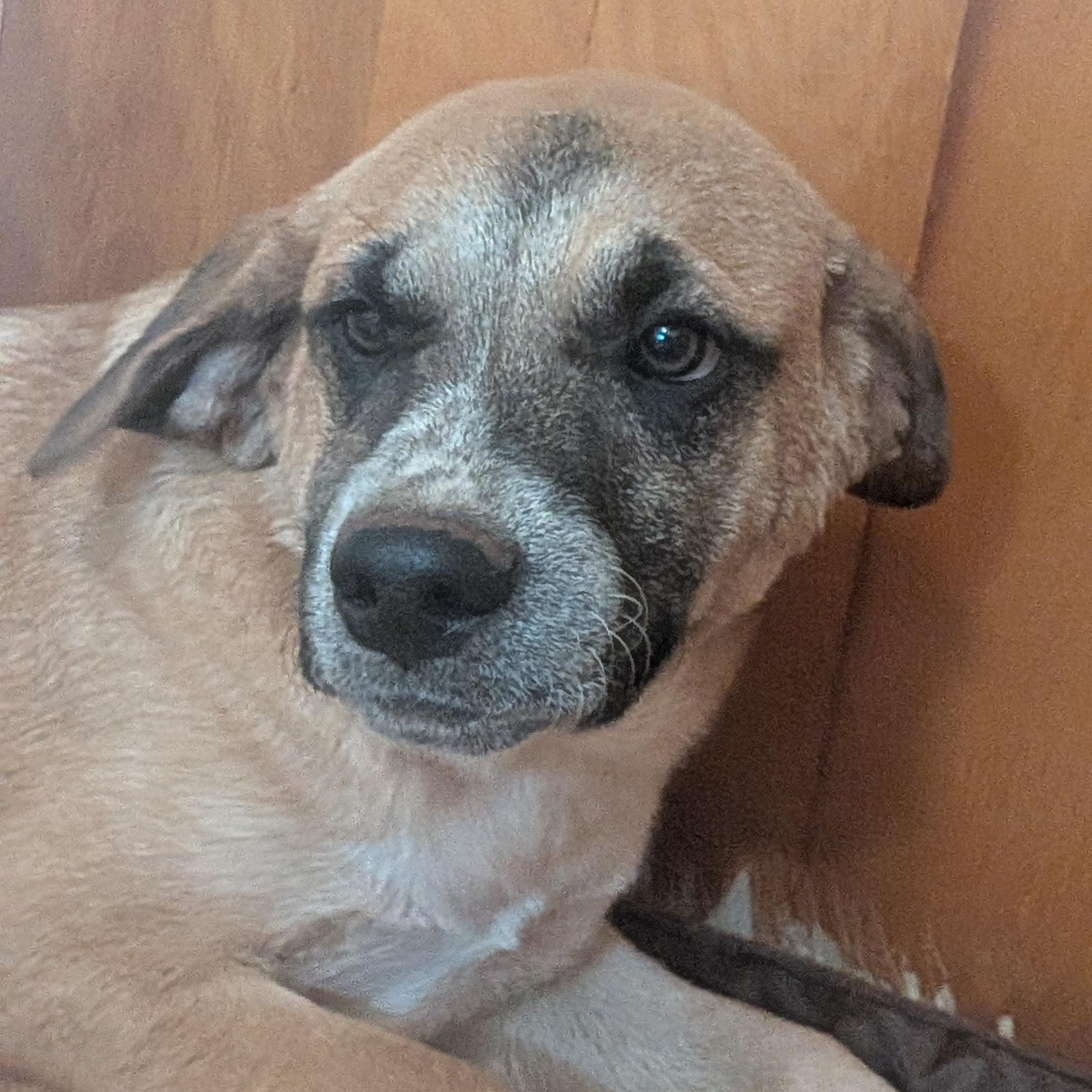 Enlarge Miller, a Adoptable mixed breed in High Point, NC image 2/2