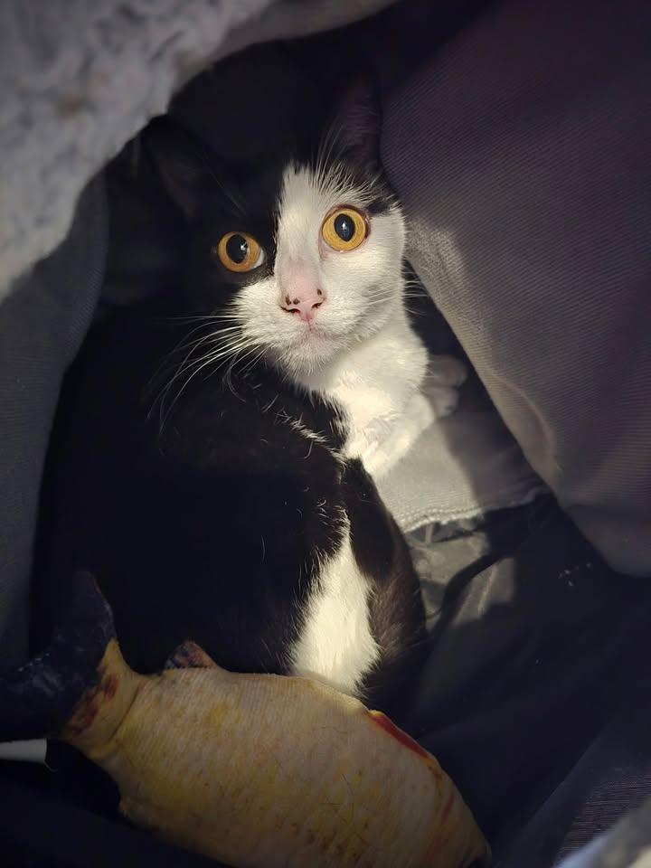 Turtle, Adoptable, Adult Female Domestic Short Hair.