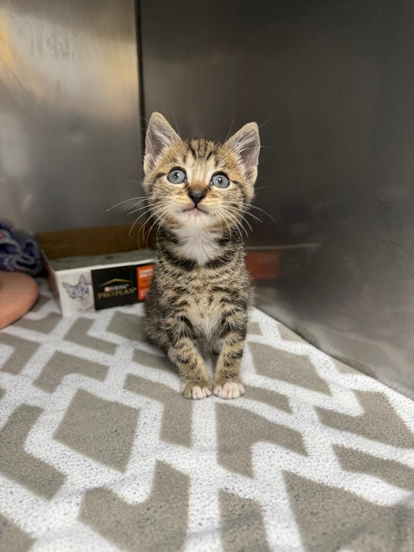 Edward, Adoptable, Kitten Male Domestic Short Hair.