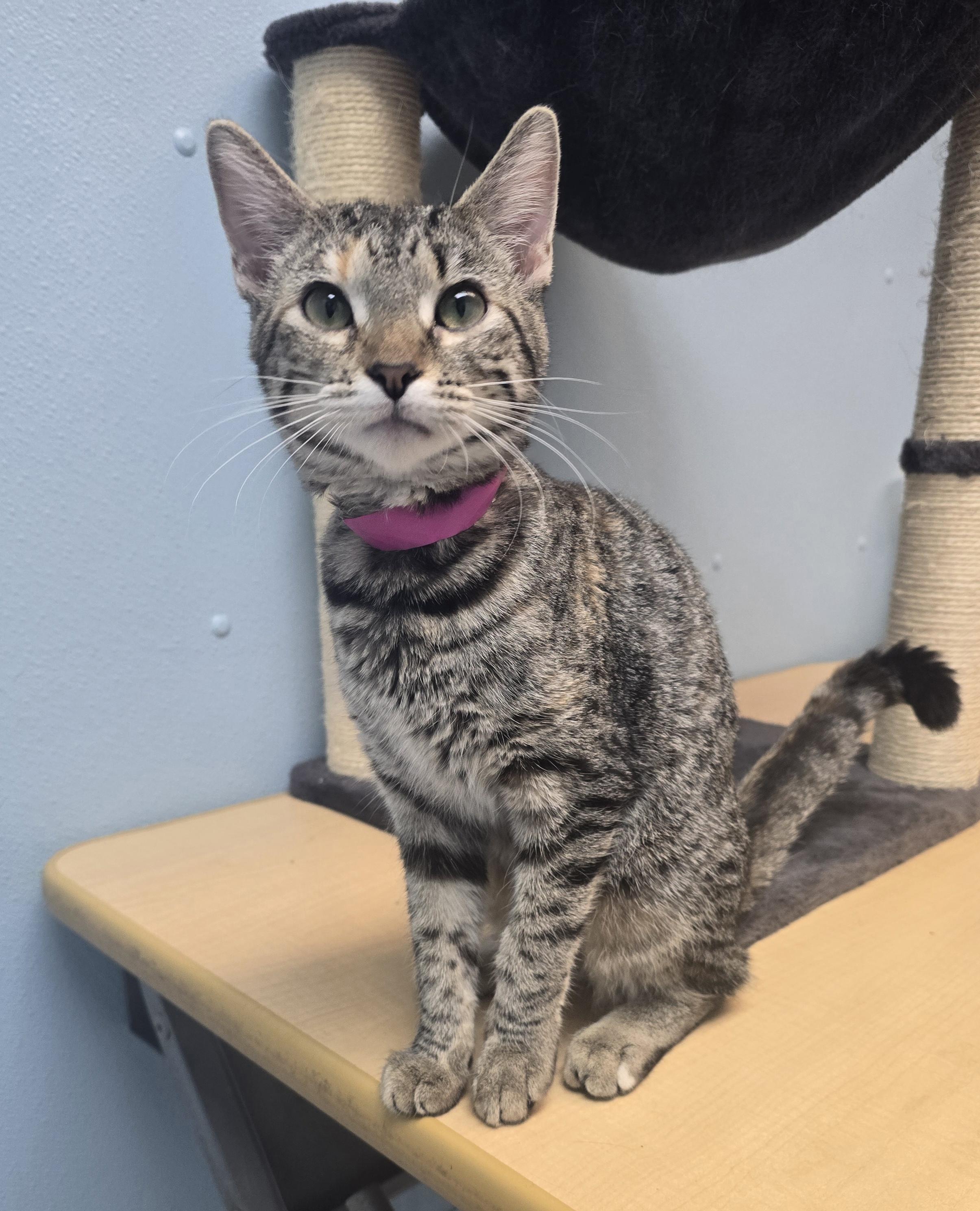 Fuji, Adoptable, Young Female Domestic Short Hair.