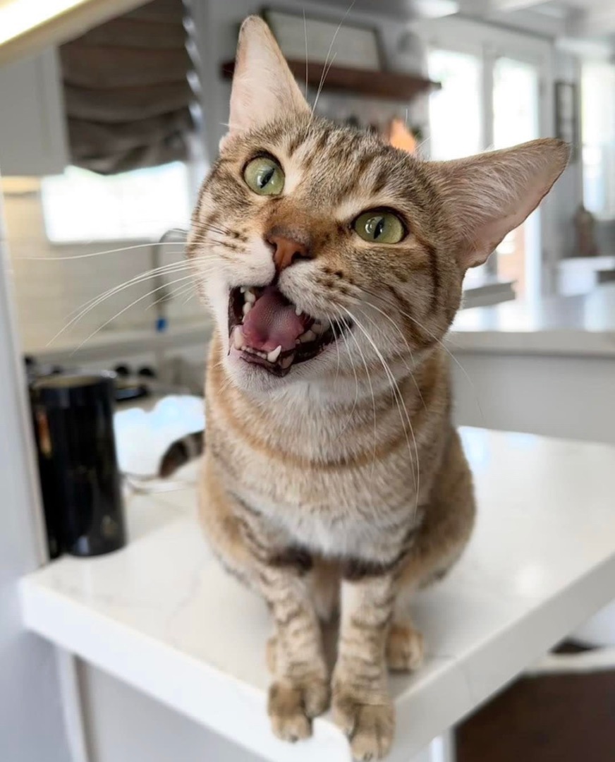 Blossom (I have a head tilt!), a Adoptable Domestic Short Hair in Garden Grove, CA image 1/16