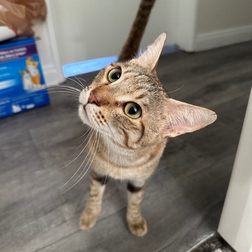 Blossom (I have a head tilt!), a Adoptable Domestic Short Hair in Garden Grove, CA image 2/16