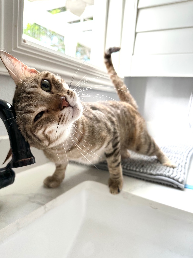 Blossom (I have a head tilt!), a Adoptable Domestic Short Hair in Garden Grove, CA image 3/16