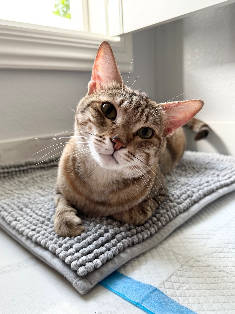 Blossom (I have a head tilt!), a Adoptable Domestic Short Hair in Garden Grove, CA image 4/16