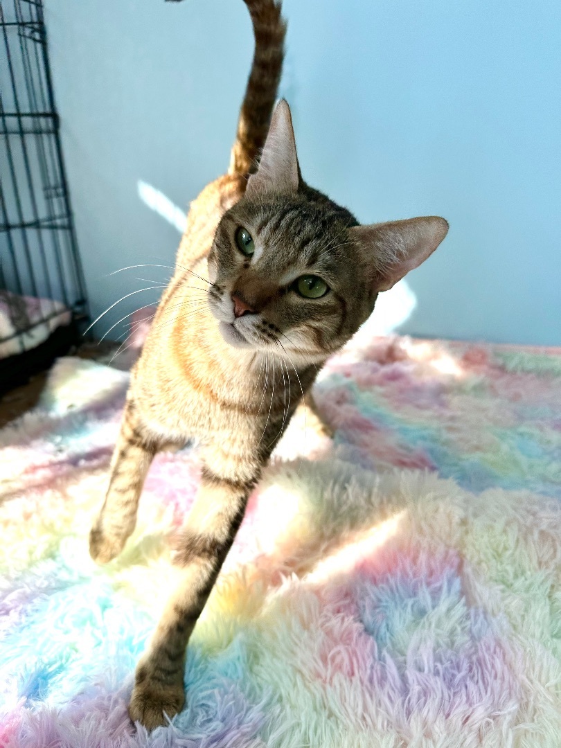 Blossom (I have a head tilt!)