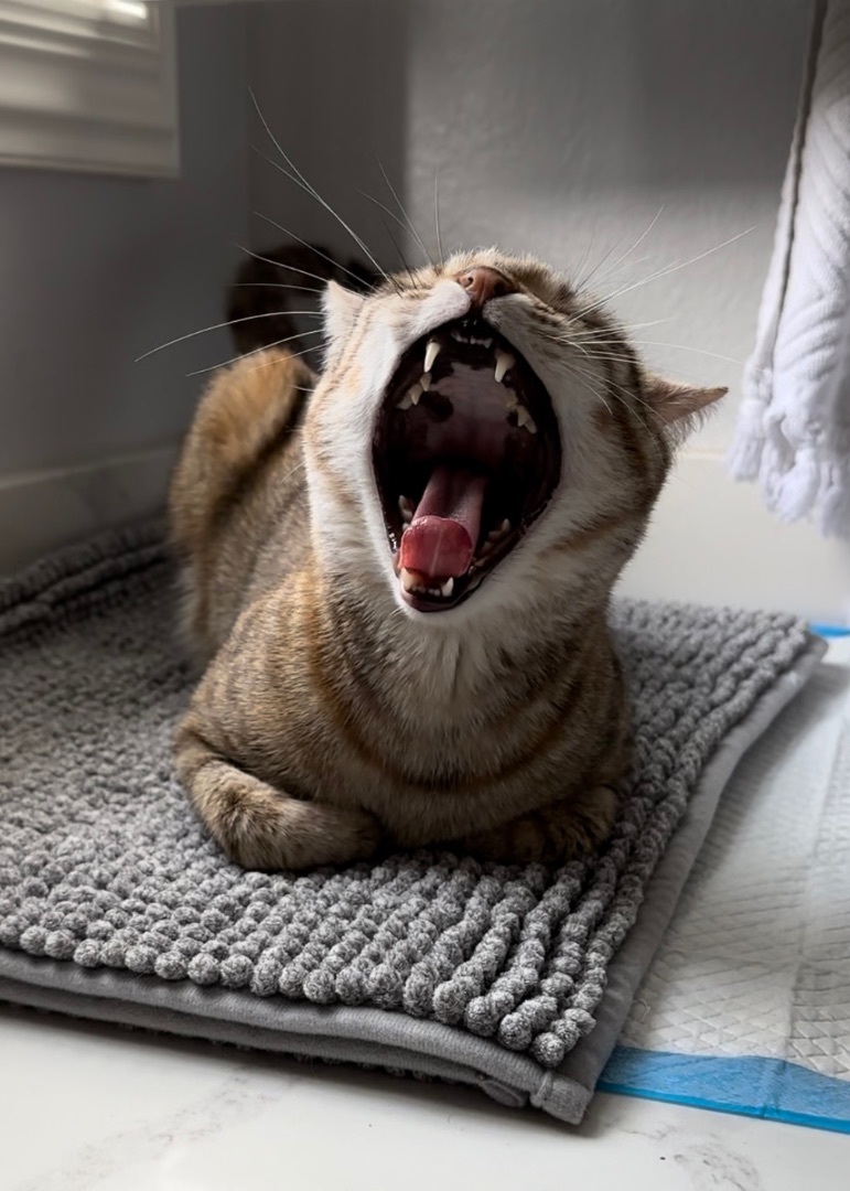 Blossom (I have a head tilt!), a Adoptable Domestic Short Hair in Garden Grove, CA image 6/16