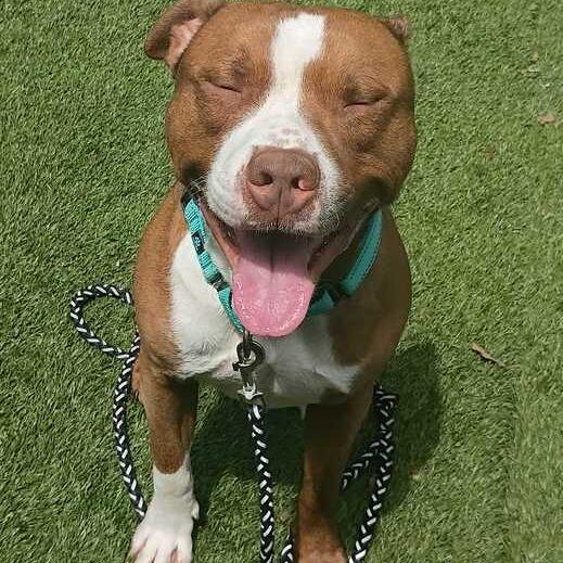 Kane, Adoptable, Adult Male Mixed Breed.
