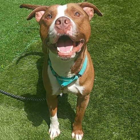 Kane, a Adoptable Mixed Breed in Davenport, IA image 2/4