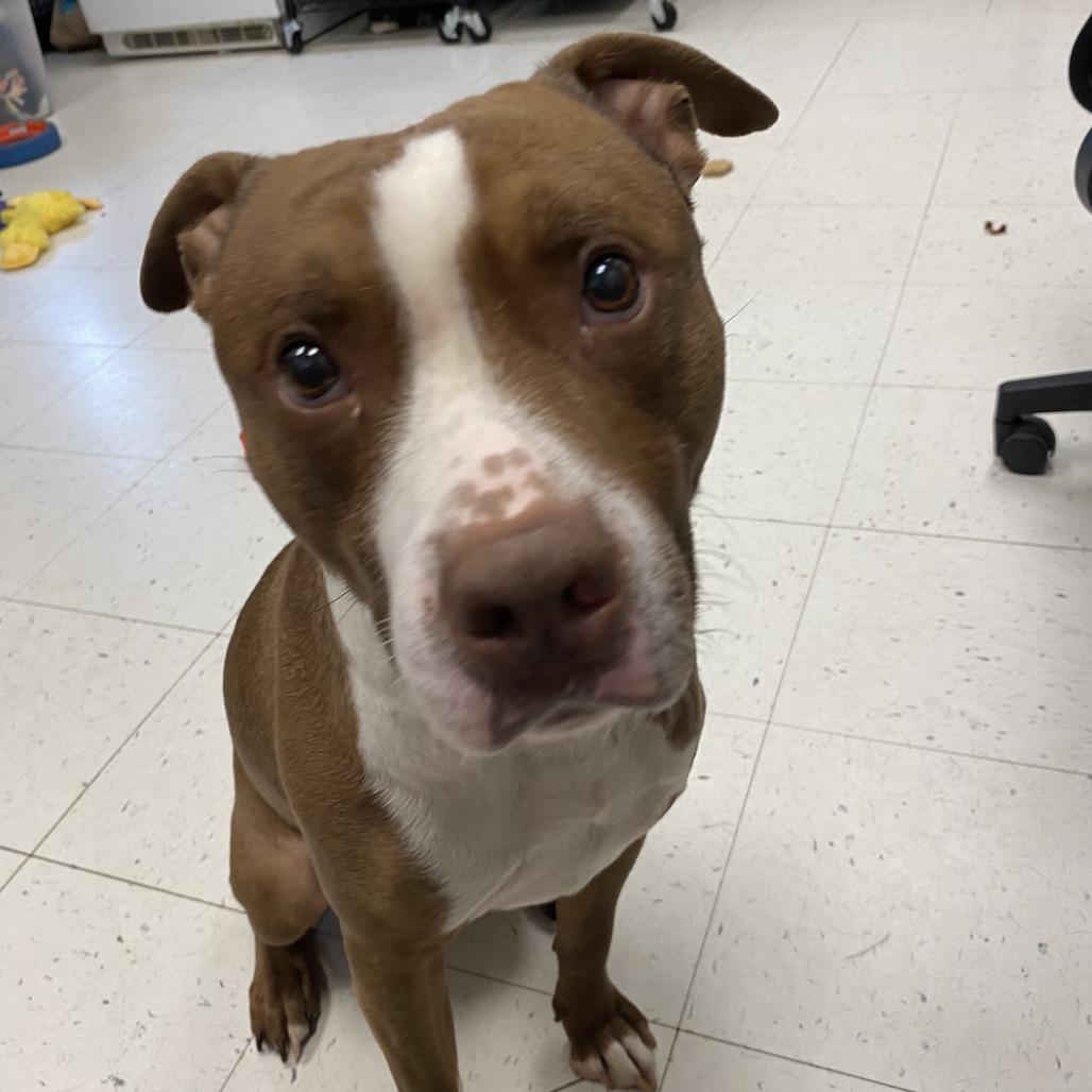 Kane, a Adoptable Mixed Breed in Davenport, IA image 3/4