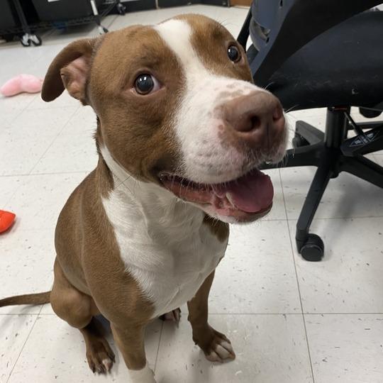Kane, a Adoptable Mixed Breed in Davenport, IA image 4/4