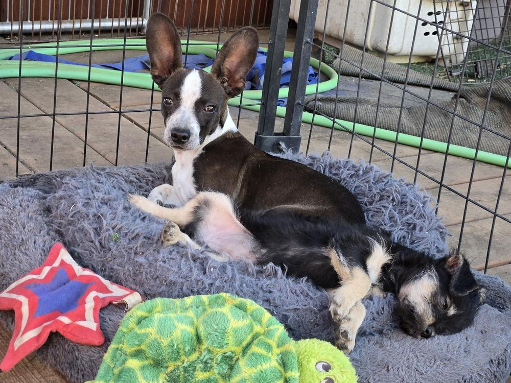 Enlarge Bunny "Dolly", a Adoptable mixed breed in Bend, OR image 2/4