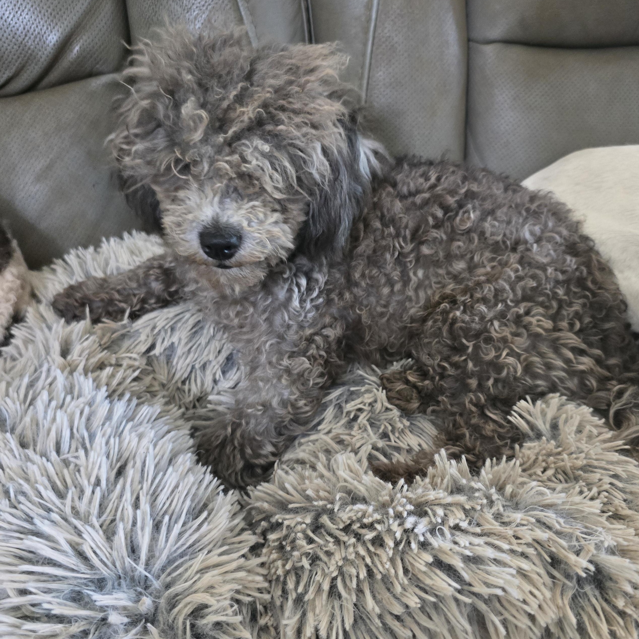 Enlarge Asher, a ADOPTABLE Poodle (Toy) in Zaleski, OH image 1/1