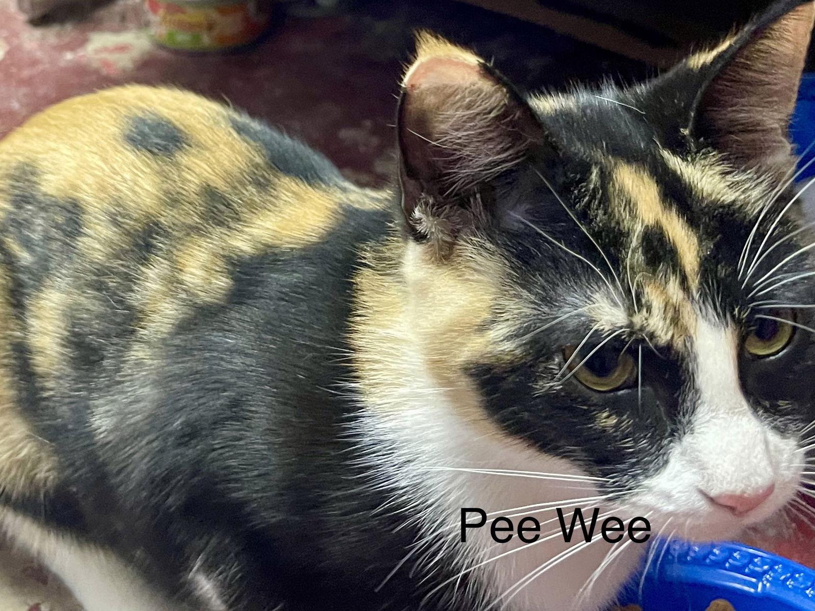Enlarge Pee Wee, a Adoptable Tortoiseshell in Garland, TX image 1/2