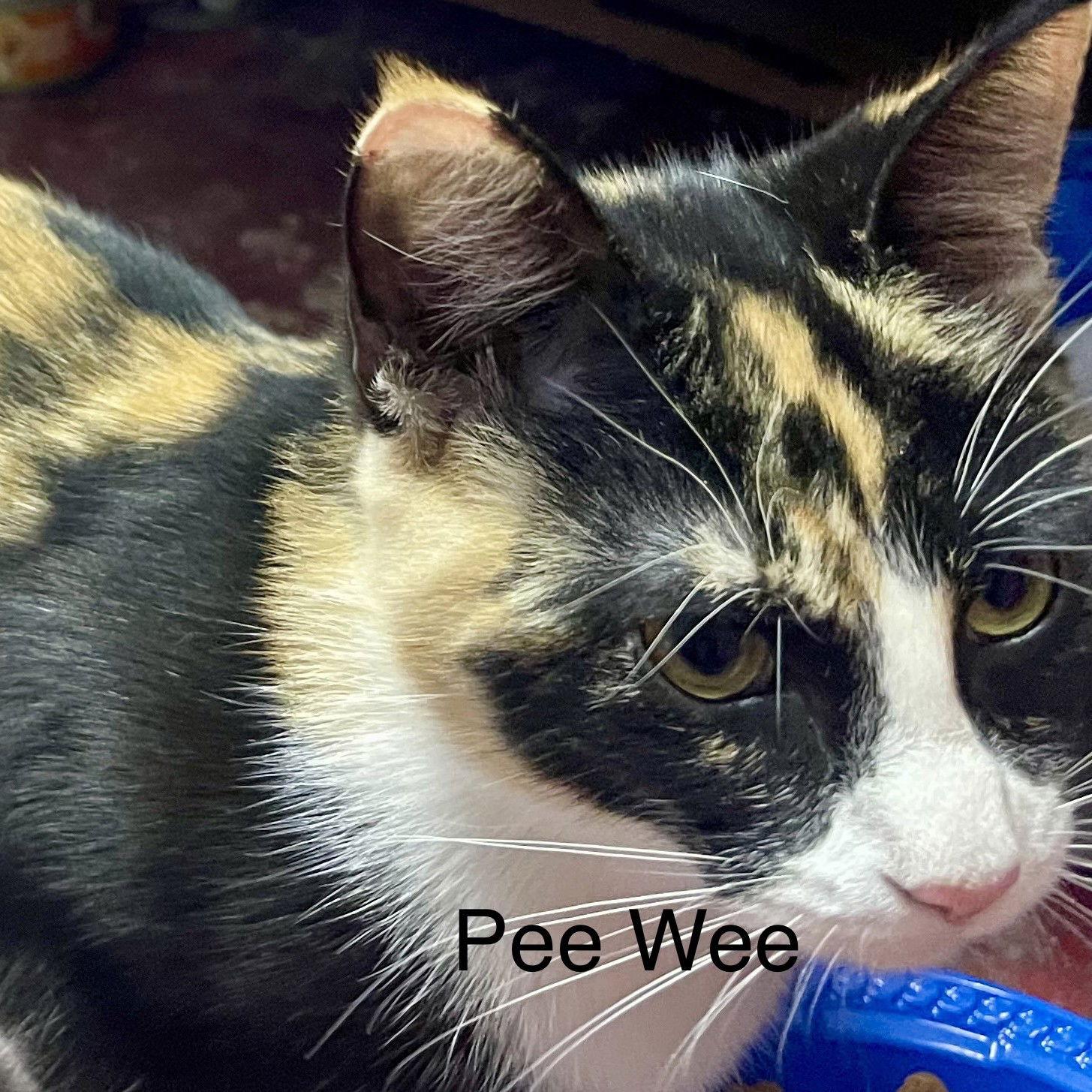 Enlarge Pee Wee, a Adoptable Tortoiseshell in Garland, TX image 2/2