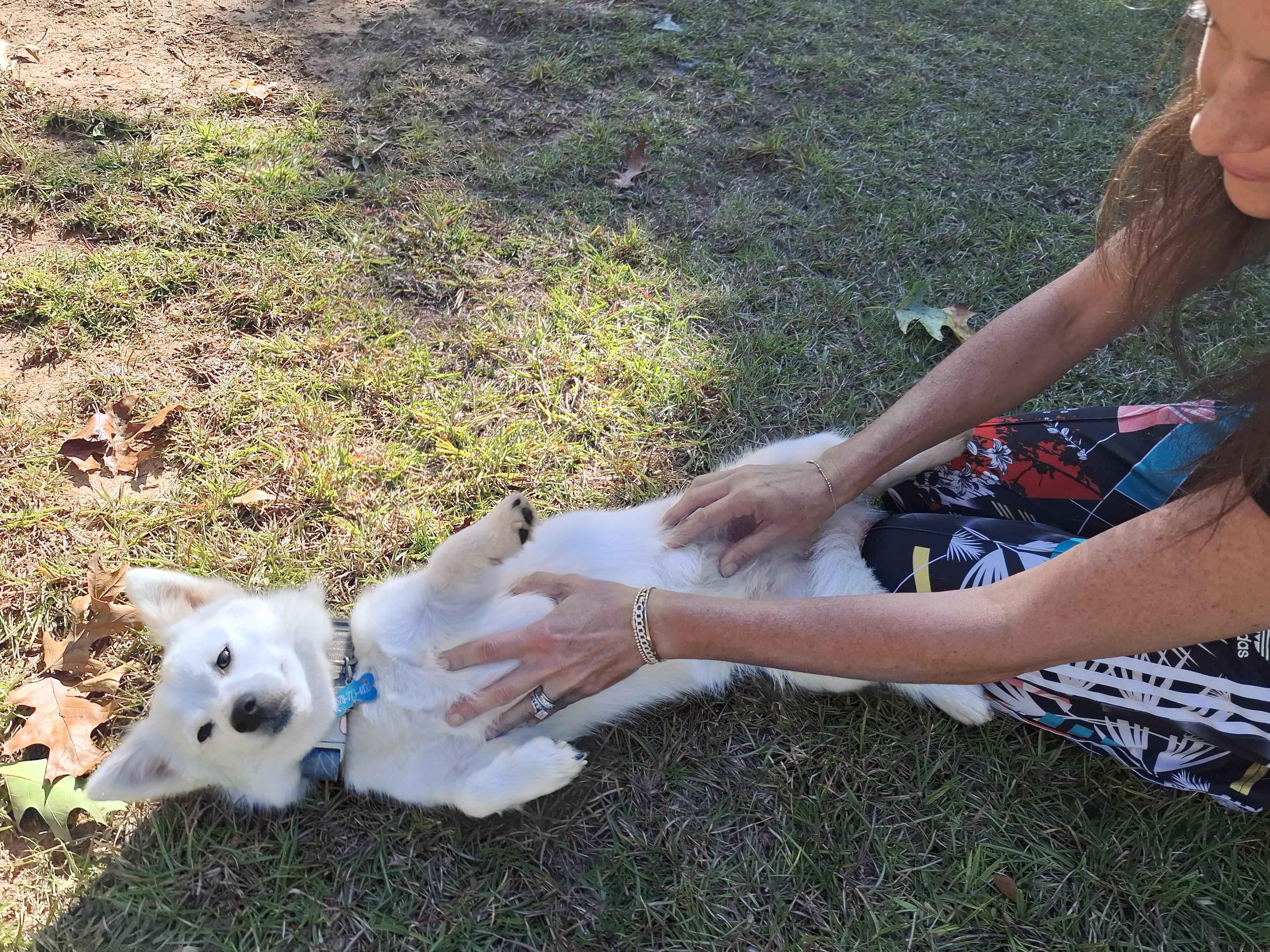 Enlarge SUNNY, a ADOPTABLE Mixed Breed in Stone Mountain, GA image 6/6