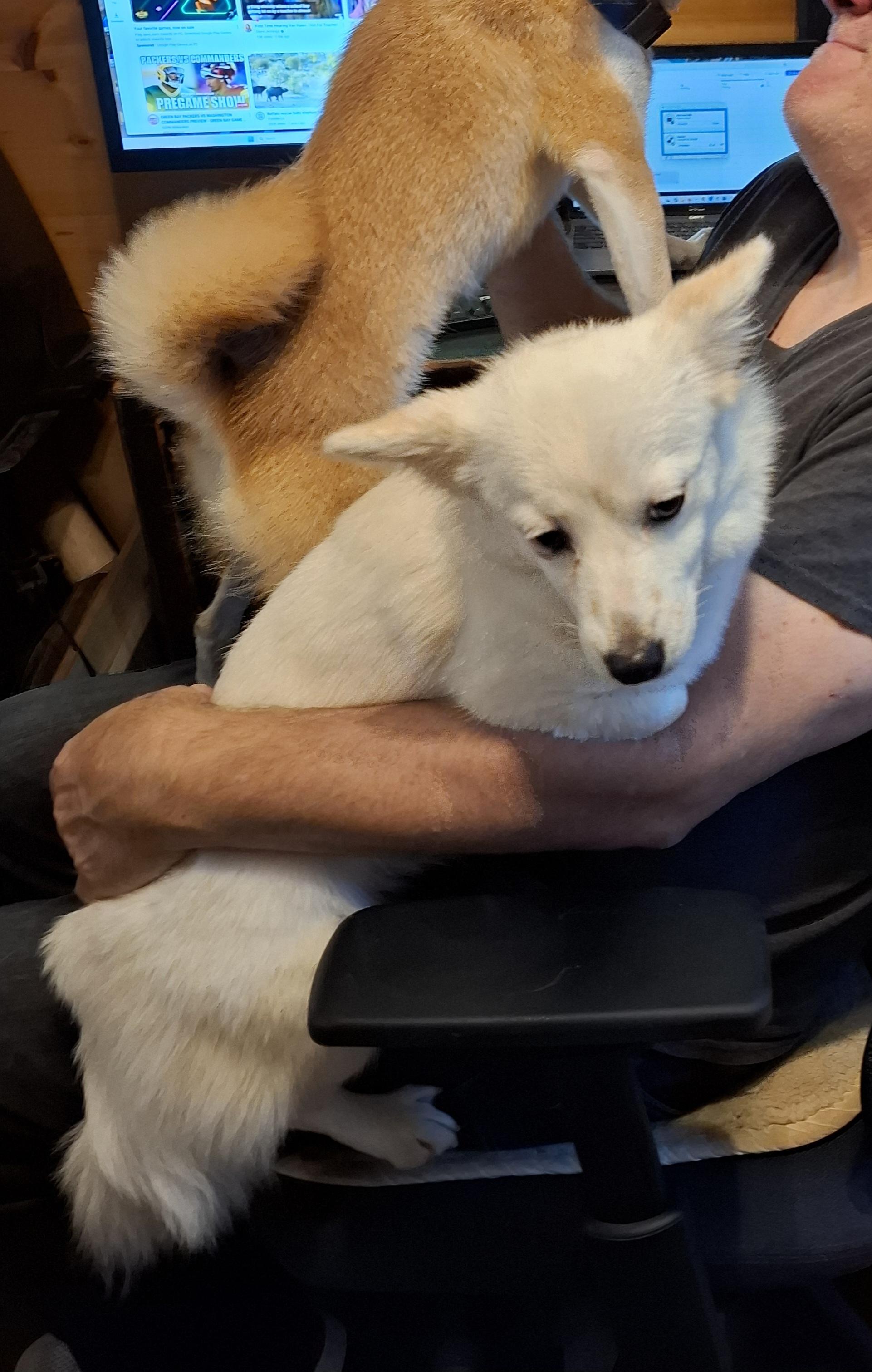 Enlarge SUNNY, a ADOPTABLE Mixed Breed in Stone Mountain, GA image 3/6