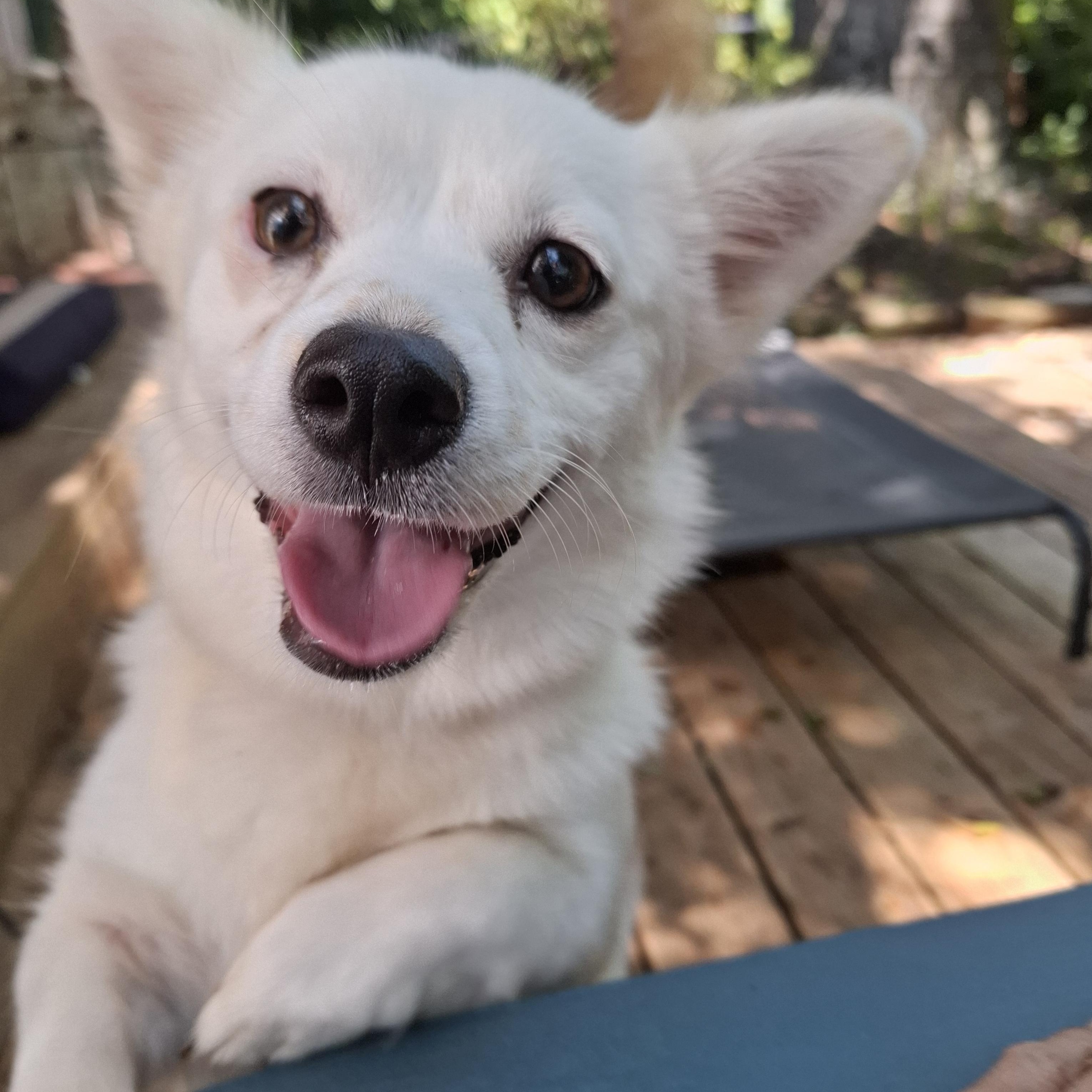 Enlarge SUNNY, a ADOPTABLE Mixed Breed in Stone Mountain, GA image 4/6