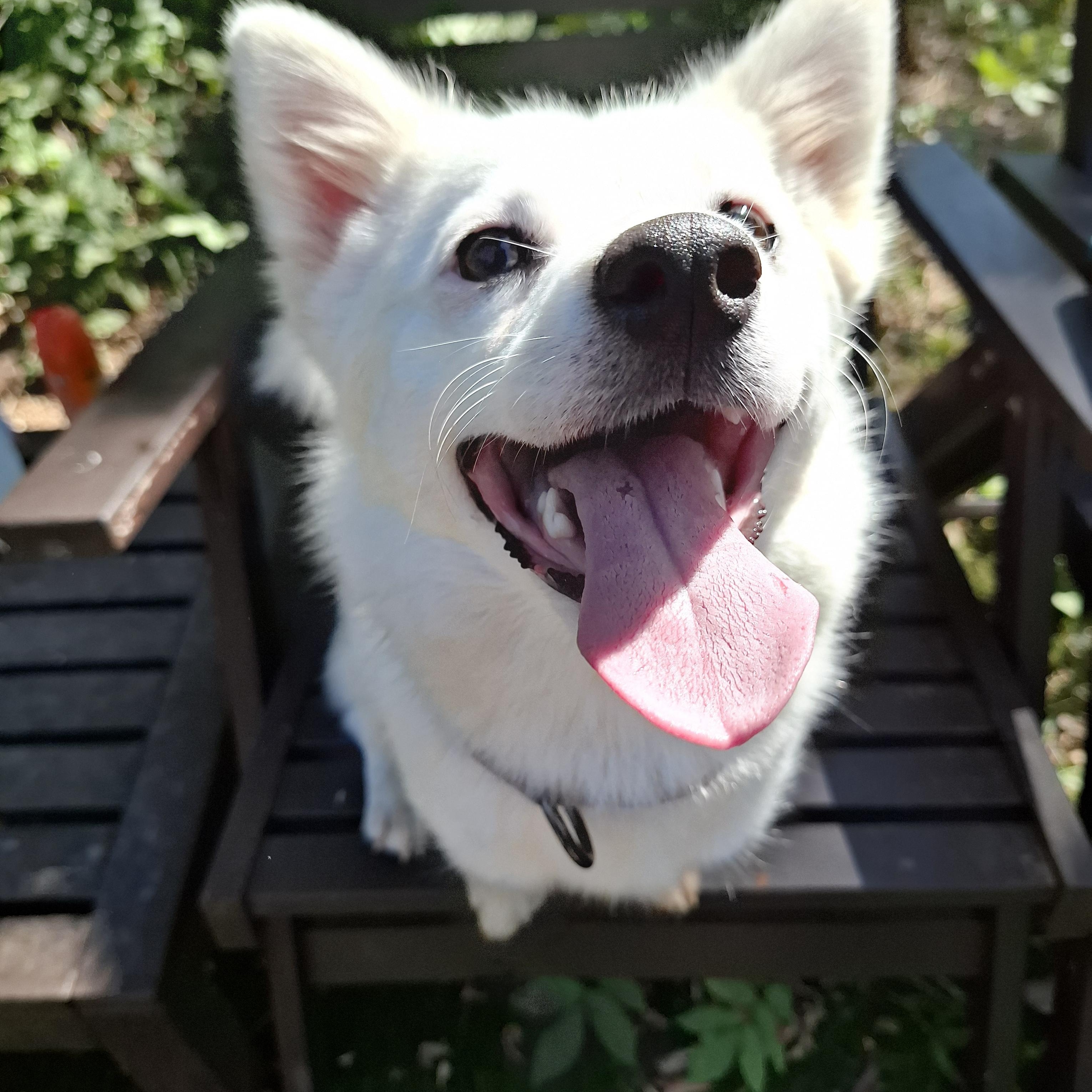 Enlarge SUNNY, a ADOPTABLE Mixed Breed in Stone Mountain, GA image 1/6