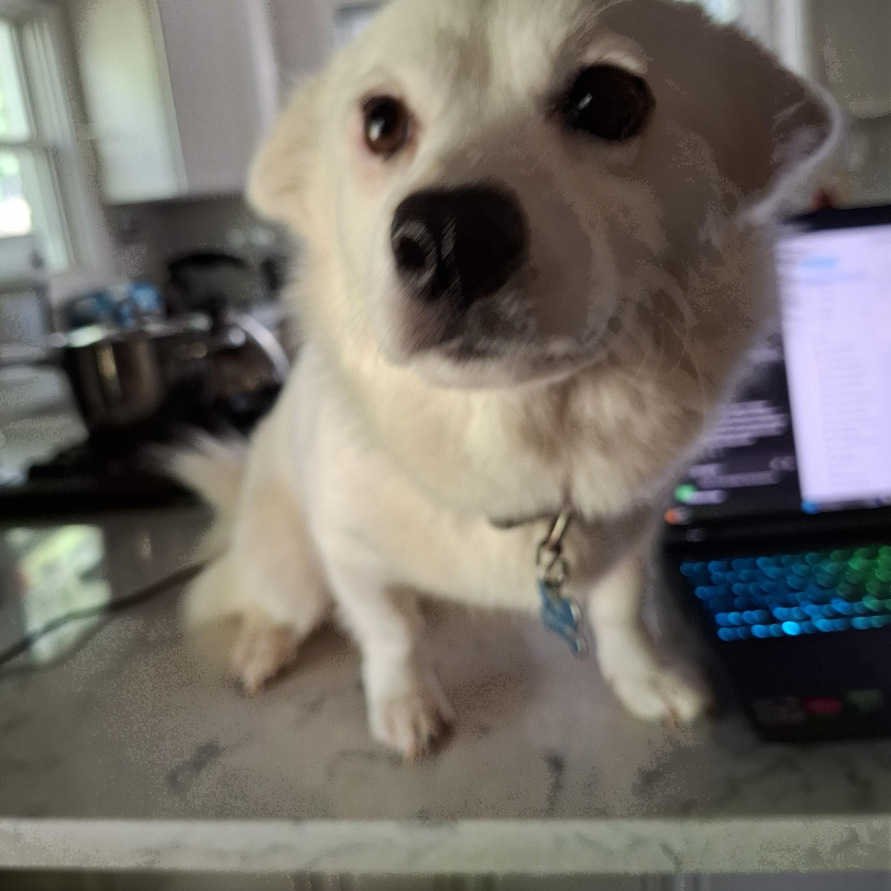 Enlarge SUNNY, a ADOPTABLE Mixed Breed in Stone Mountain, GA image 5/6