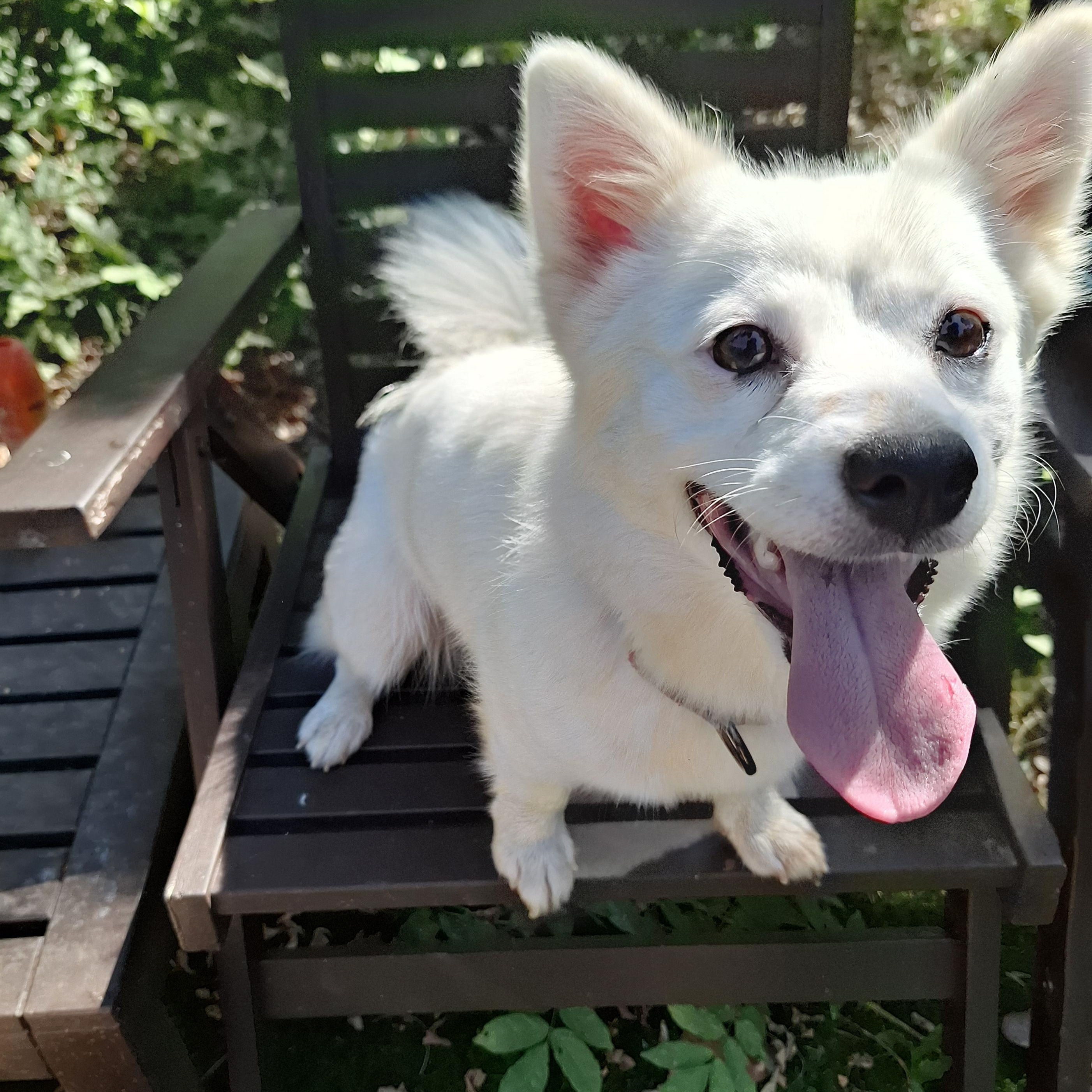 Enlarge SUNNY, a ADOPTABLE Mixed Breed in Stone Mountain, GA image 2/6