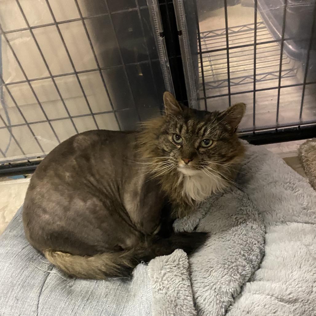 Enlarge Missy, a Adoptable Domestic Medium Hair in Hannibal, MO image 2/2