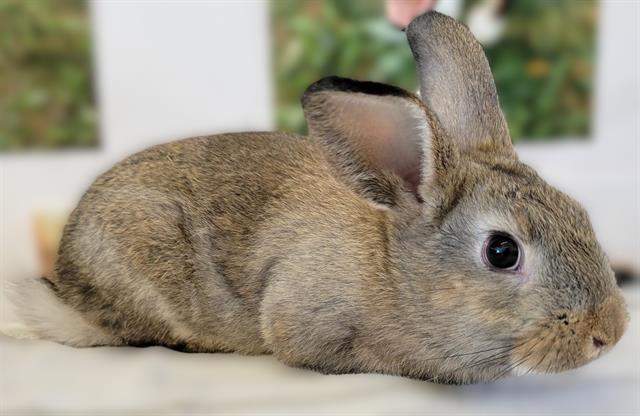 BEGONIA, Adoptable, Baby Male Bunny Rabbit.