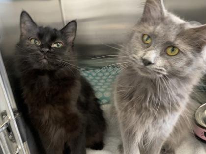 Raven, Adoptable, Adult Female Domestic Long Hair & Domestic Short Hair.