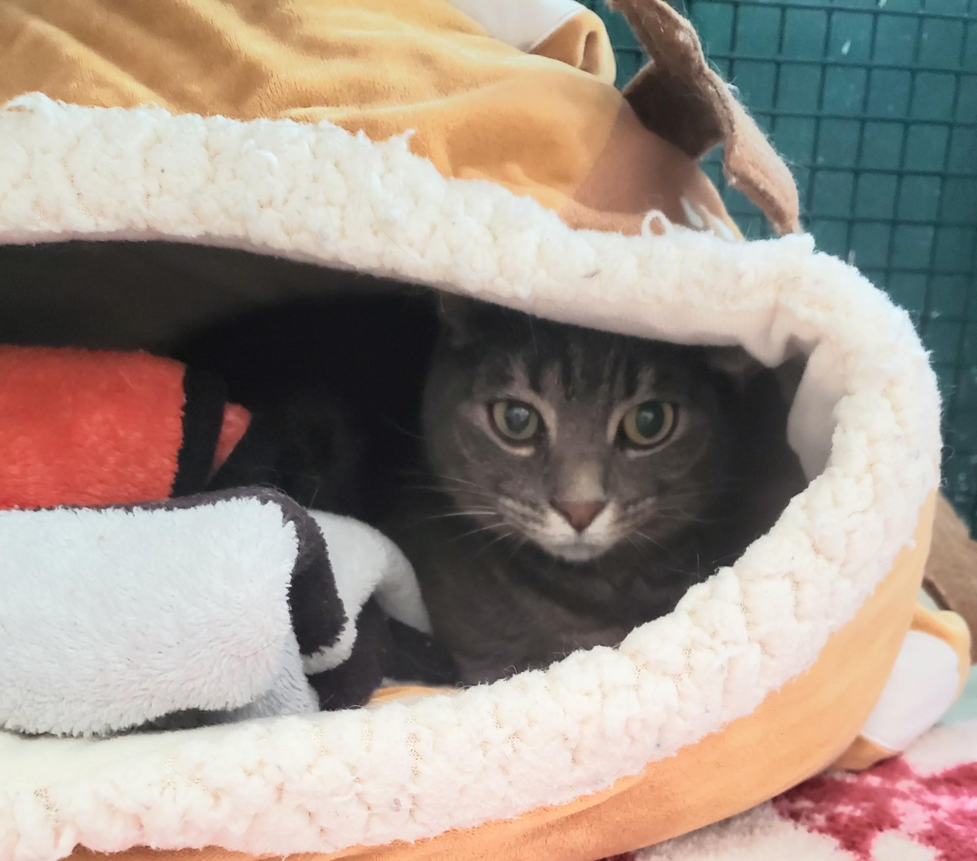 Voltron, ADOPTABLE, Adult Male Domestic Short Hair.