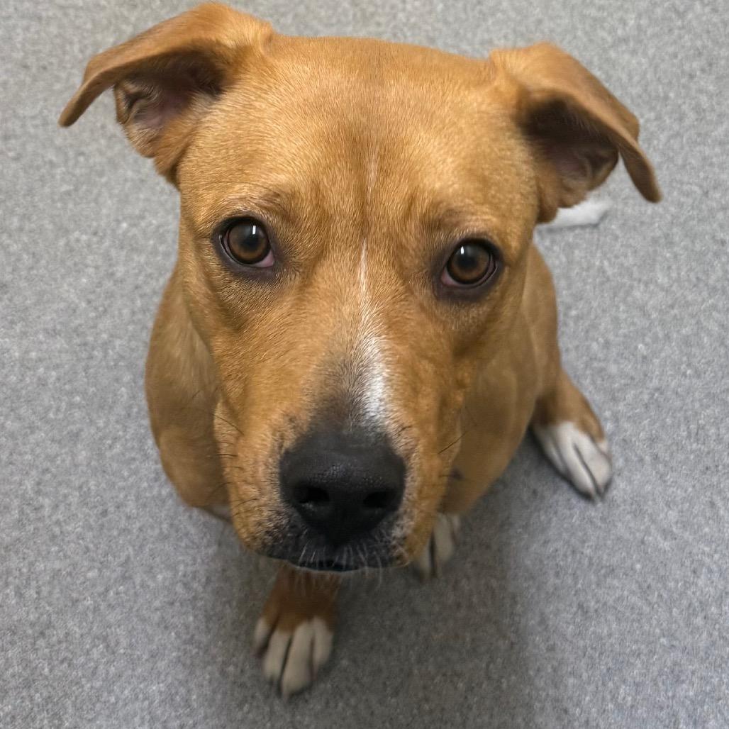 Loki, Adoptable, Young Male Boxer & Mixed Breed.