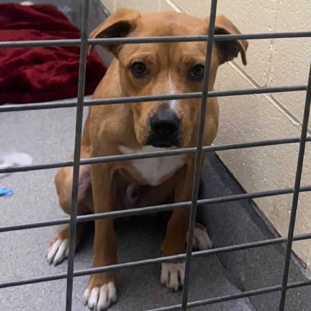 Enlarge Loki, a Adoptable mixed breed in Cedaredge, CO image 2/3