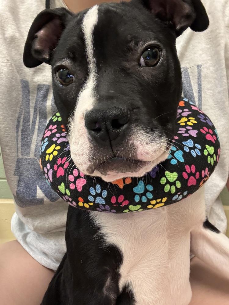 Doug, Adoptable, Puppy Male Pit Bull Terrier.