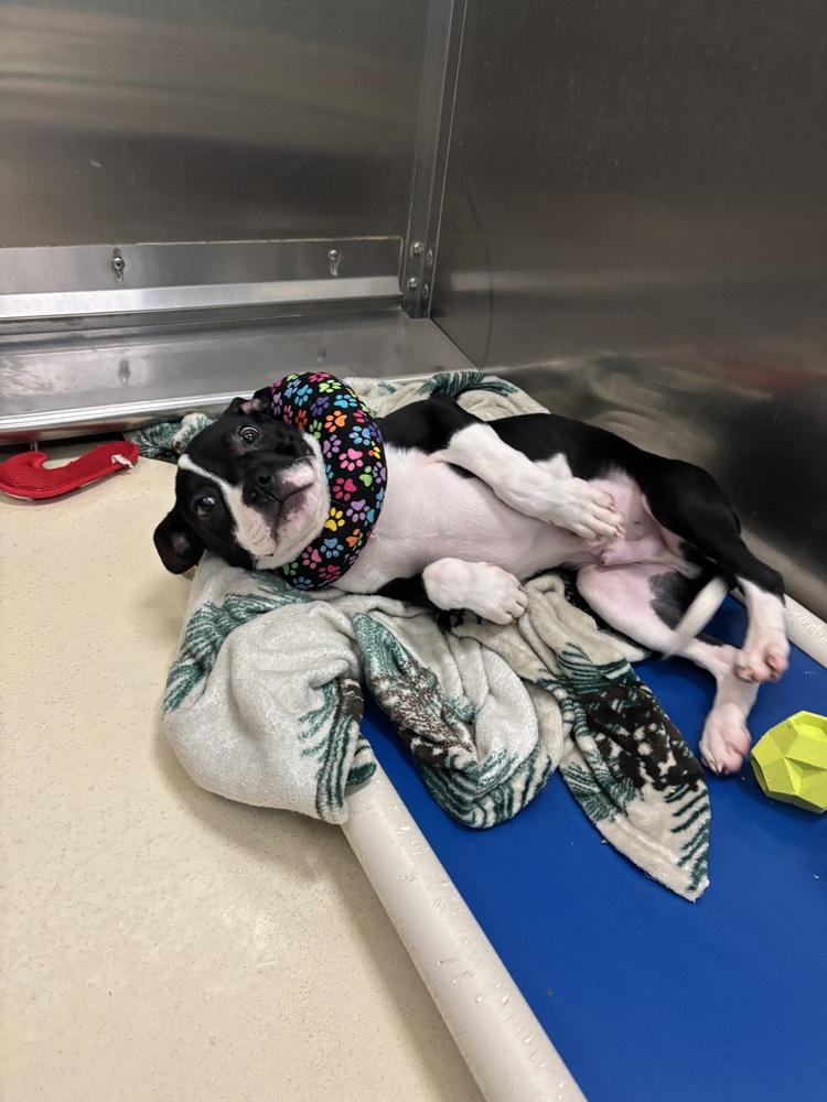 Enlarge Doug, a Adoptable mixed breed in Kalamazoo, MI image 2/2