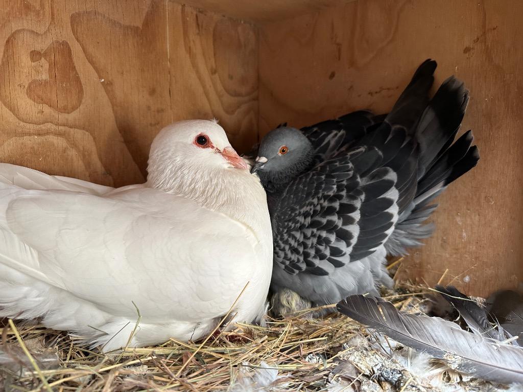 Enlarge Hermione w/Freddie, a Adopted Pigeon in San Francisco, CA image 1/1