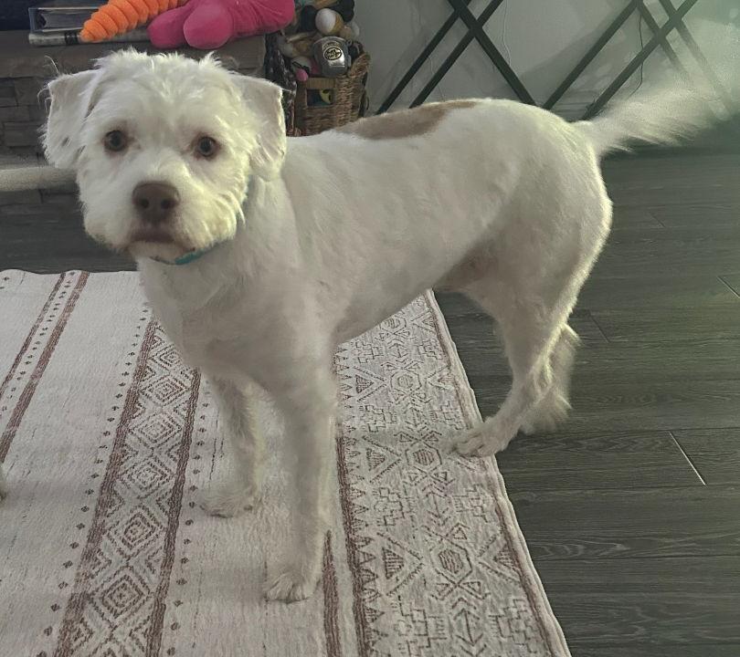 Enlarge Tyson, a Adoptable Standard Poodle in Mentone, CA image 1/1