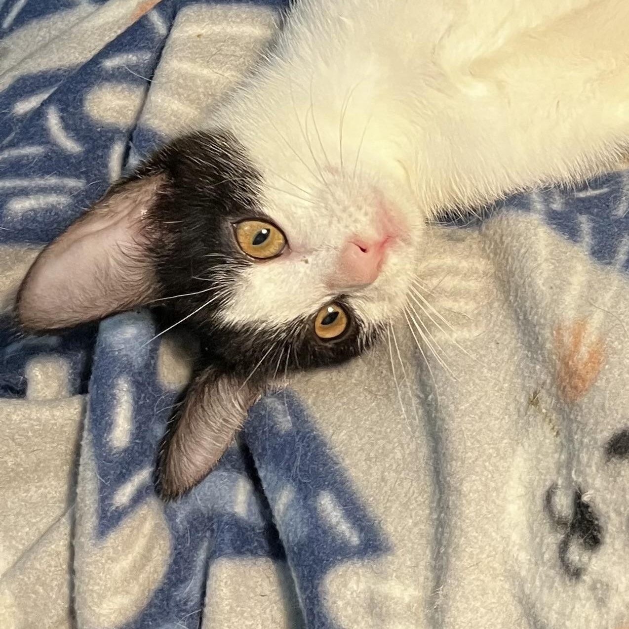 Enlarge Tom Sawyer, a Adoptable Domestic Short Hair in Littleton, CO image 2/3