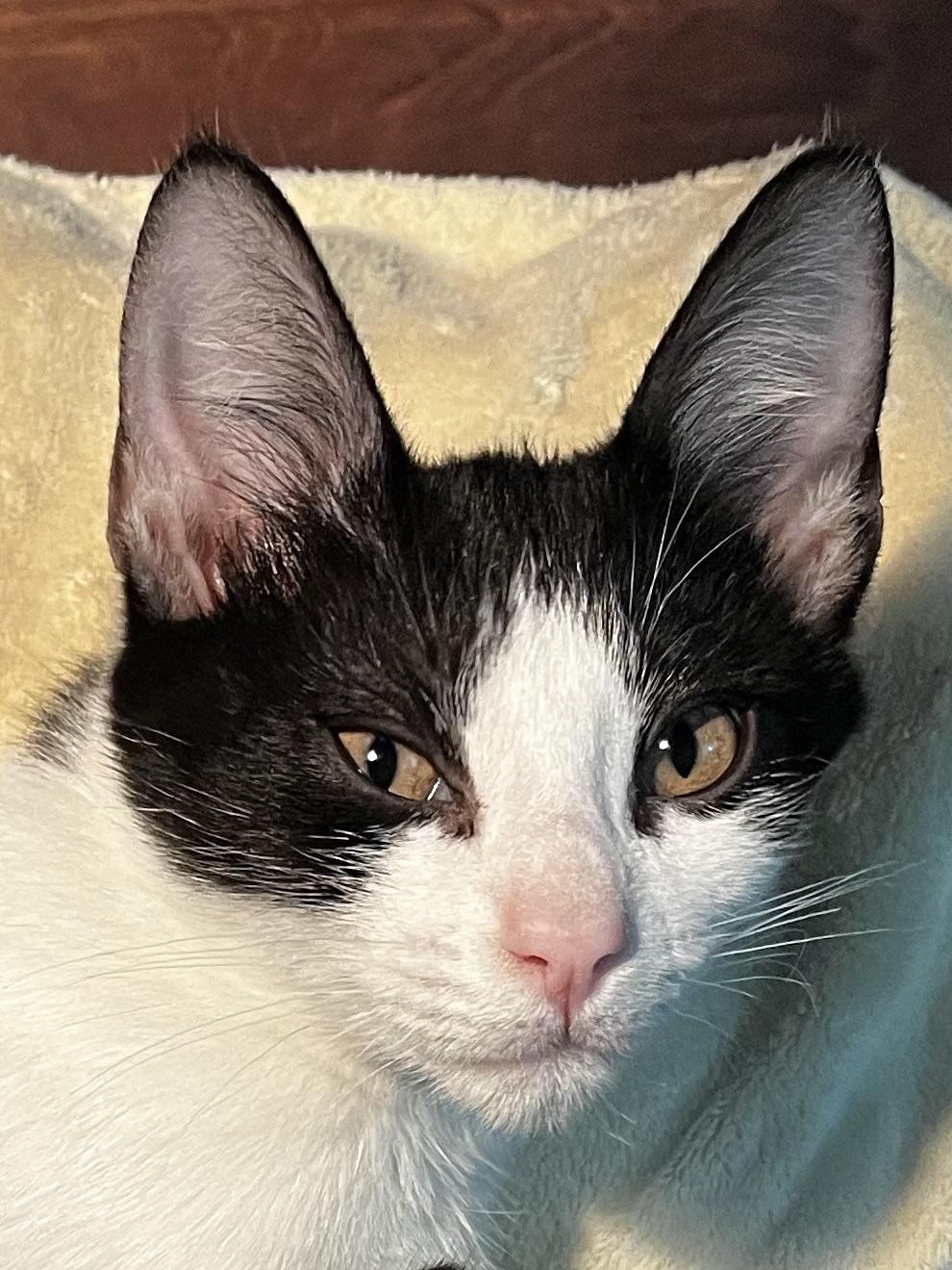 Enlarge Tom Sawyer, a Adoptable Domestic Short Hair in Littleton, CO image 1/3