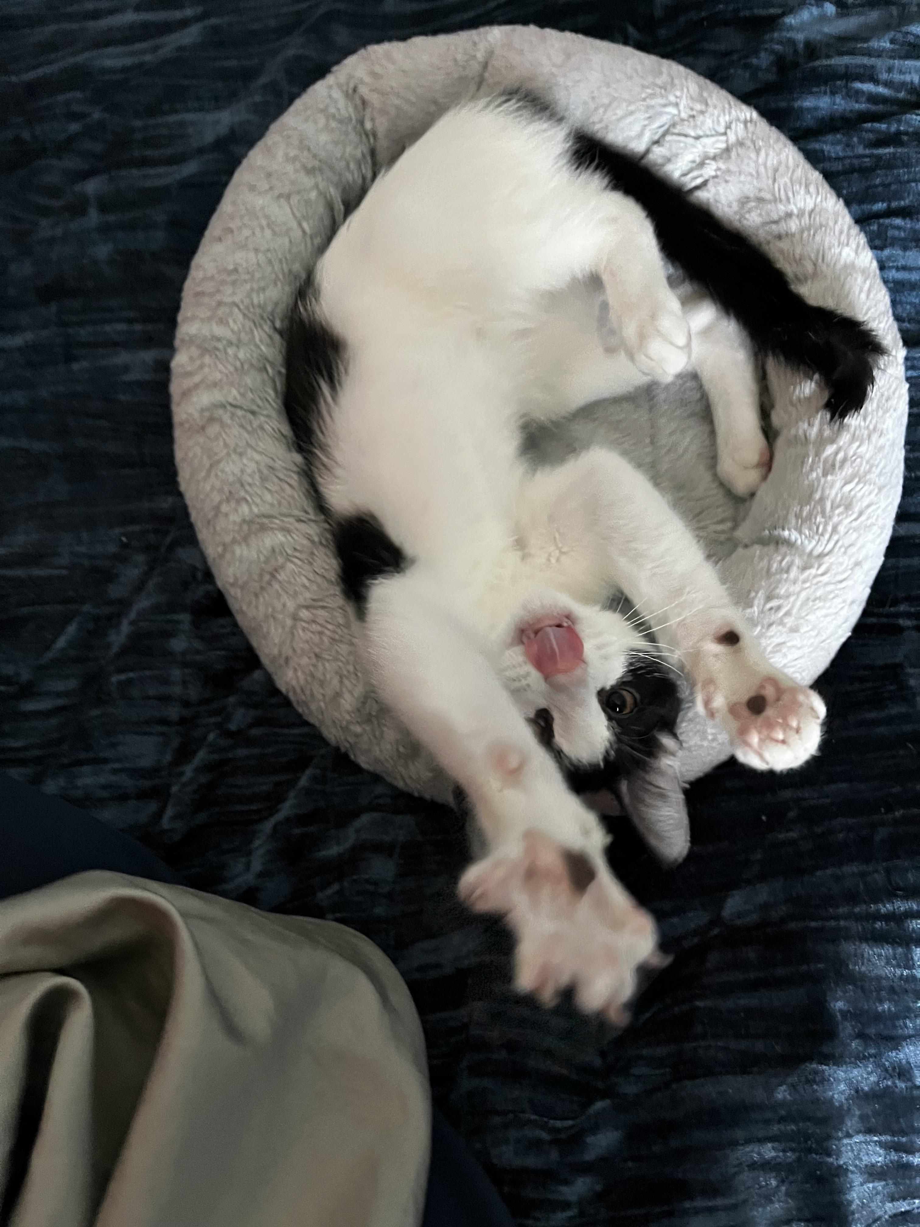 Enlarge Tom Sawyer, an adopted Domestic Short Hair in Littleton, CO image 3/4