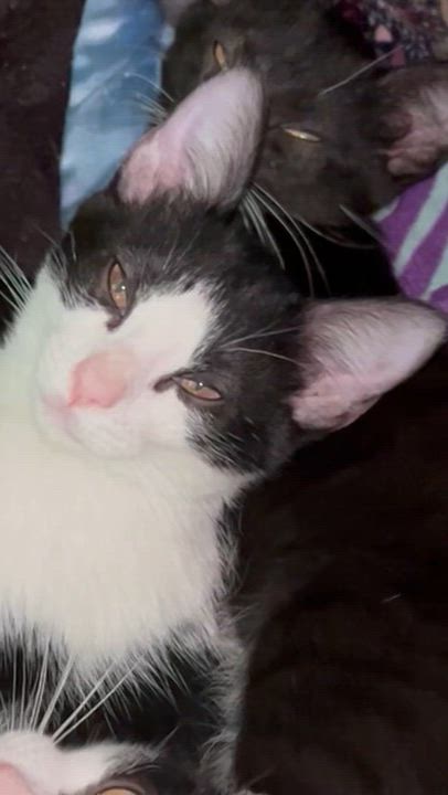 Enlarge Tom Sawyer, a Adoptable Domestic Short Hair in Littleton, CO video 3/3